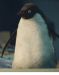 Un pinguino per amico