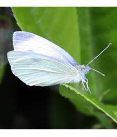 farfalla bianca