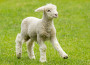 I Lupi e Agnello_favolefantasia.com
