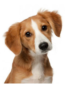 Il naso freddo del cane