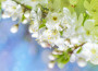 doni della Primavera