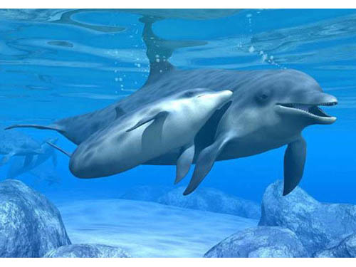 mamma delfino