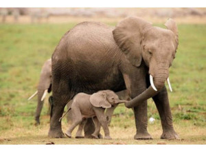 mamma elefante