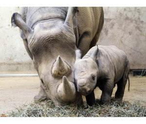 mamma rinoceronte