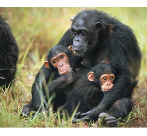 mamma scimpanze