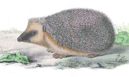 Riccio Riccardo